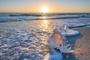 Manasota Beach shell 2 1