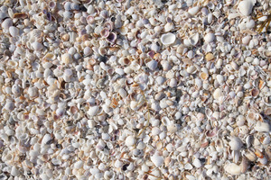 Venice Beach Shells