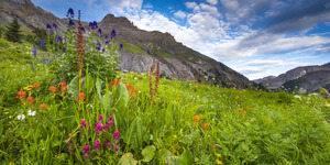 Wildflowers in the rockies