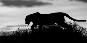 Leopard Silhouette