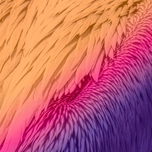 Pelican feathers