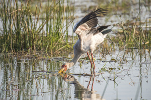 Yellow billed stork