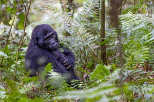 Mountain Gorilla garden