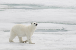 Polar bear walking