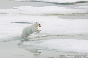 Jumping Polar Bear