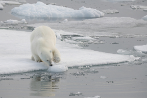 Polar bear picking out ice