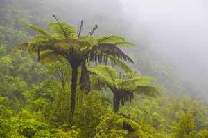 NZ Giant Ferns landscape