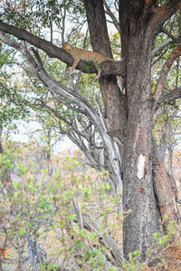 Leopard High