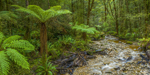 Fern river NZ