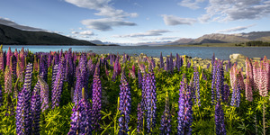 Lake Lupins