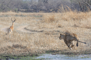 The Chase is On 