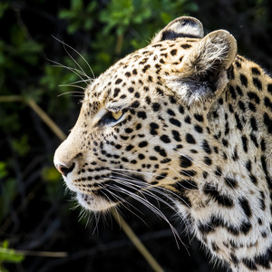Leopard looking ahead