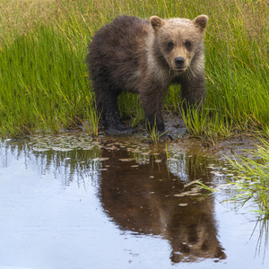 Muddy Paws