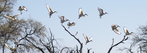 Ibis takeoff