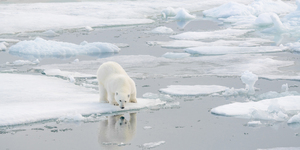 Mirror Mirror Polar Bear