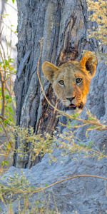 Peek A Boo Lion