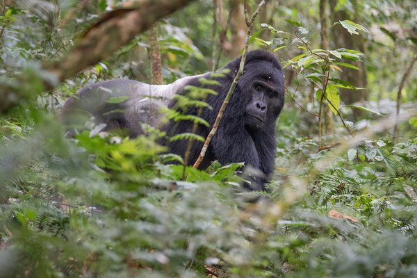 Silverback Contact Print