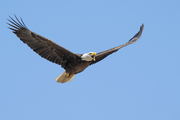 Soaring Print