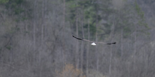 Flying Off Print