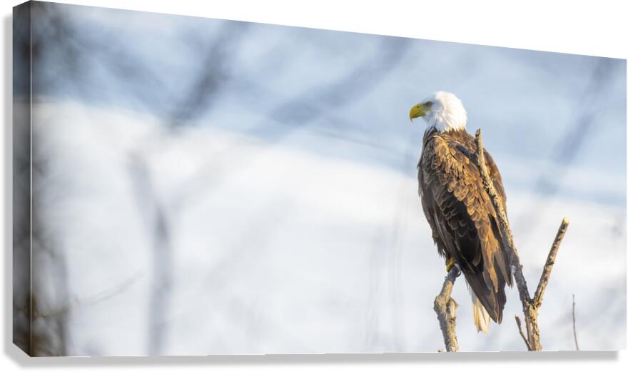 Eagle Scan Canvas Print