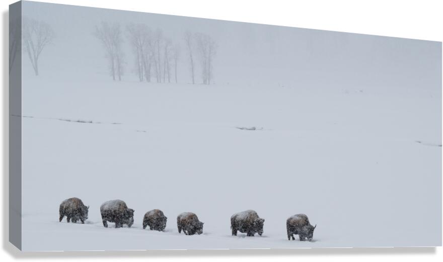 DAV 9402 Canvas Print