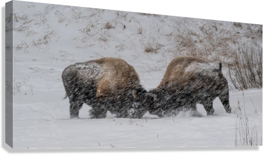 DAV 0270 Canvas Print