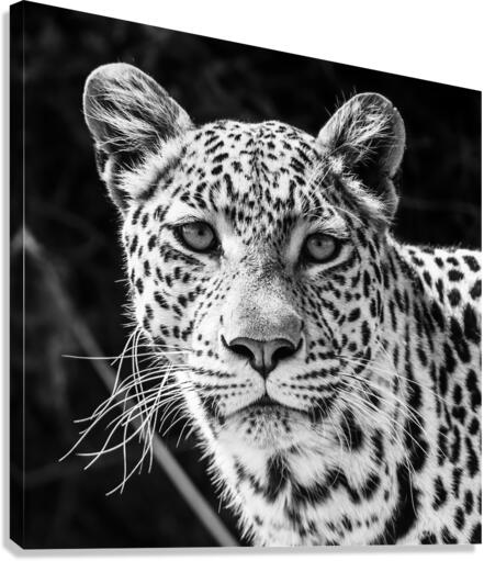 Leopard Portrait Canvas Print