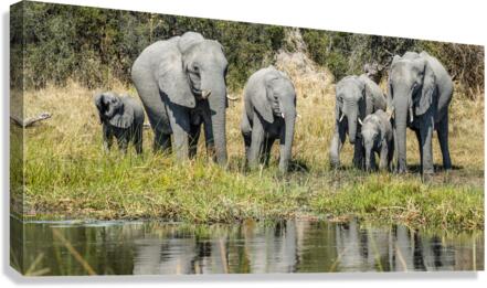 Elephant line up Canvas Print