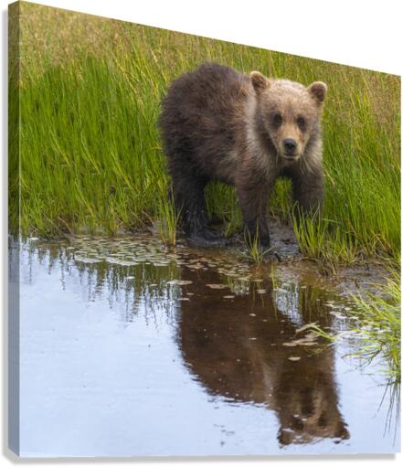 Muddy Paws Canvas Print