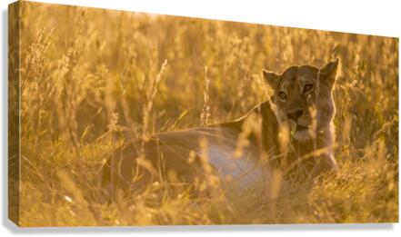 Quiet time Canvas Print