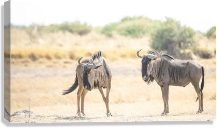 Gnus Canvas Print