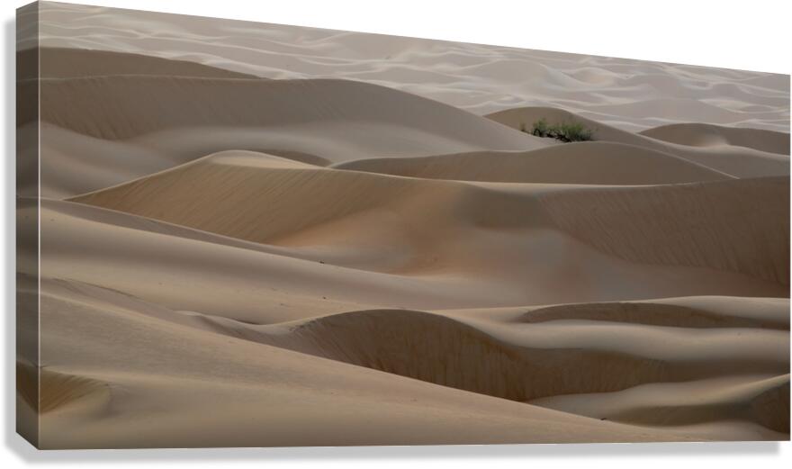 Early Dunes Canvas Print