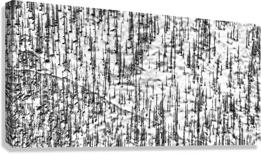 Shadow Forest Canvas Print