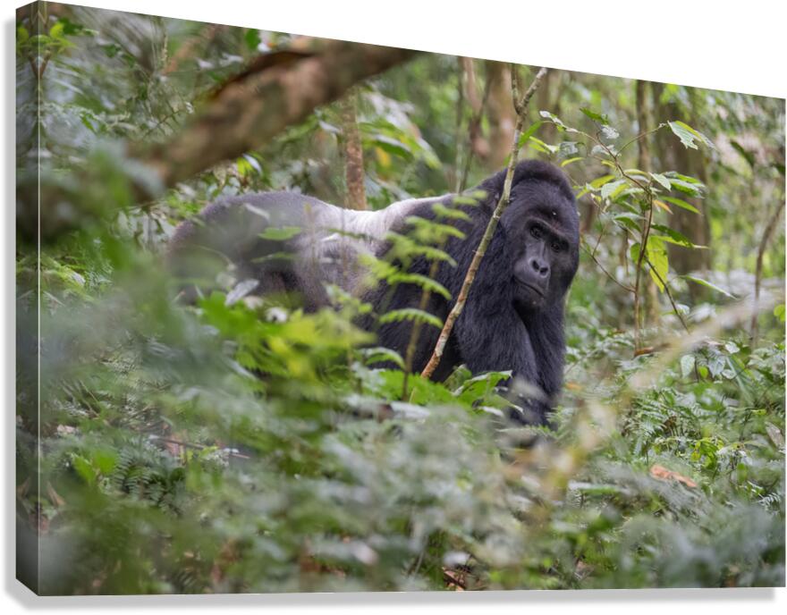 Silverback Contact Canvas Print