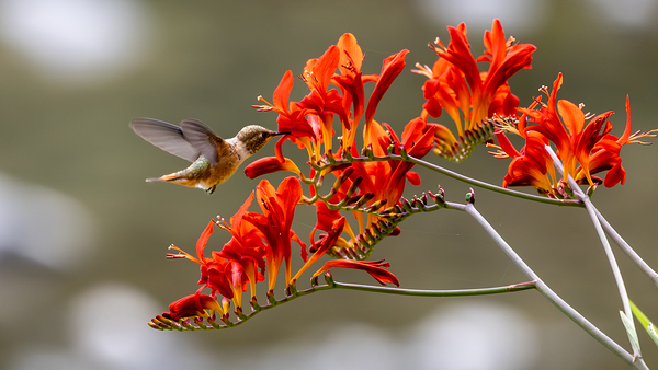 Rufous Hummingbird by 3rd Street Photography
