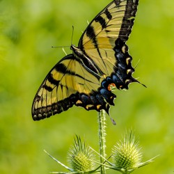 Swallowtail