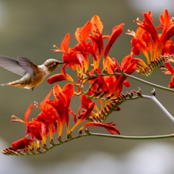 Rufous Hummingbird