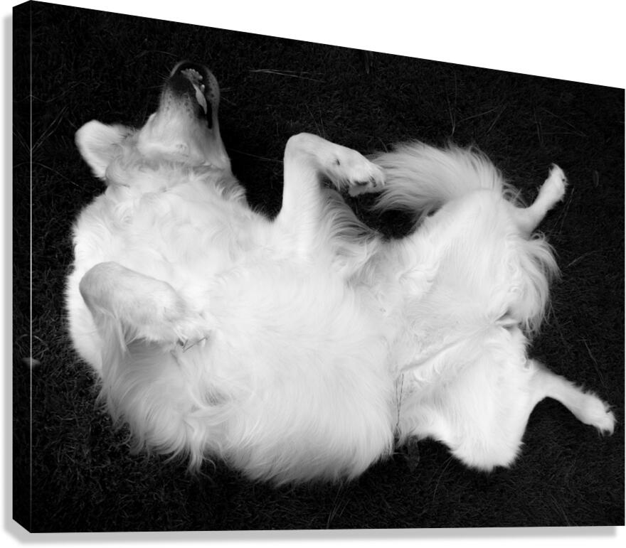 Iya 5 Canvas Print