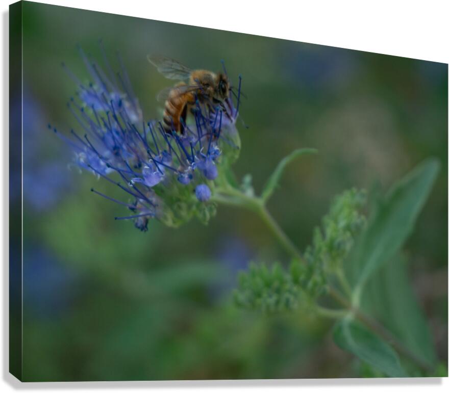 Bees 1 Canvas Print