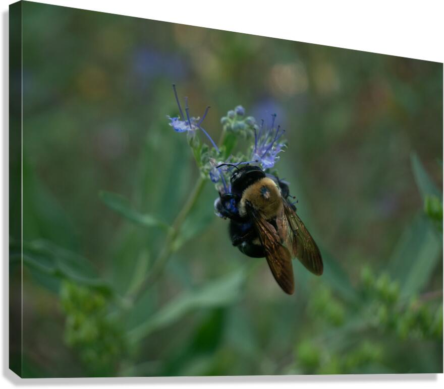 Bees 2 Canvas Print