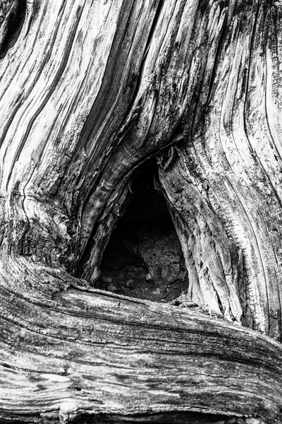 Tree Trunk Wood Detailed Texture Close-up by Andreea Eva Herczegh