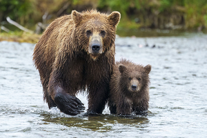 Brown Bear Family 1262 