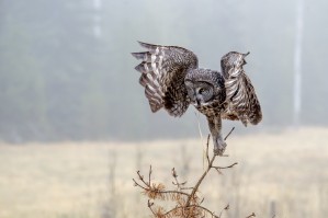3031 - Great Grey Owl on Attack