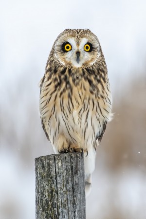 Short Eared Owl - Eyes wide open.   Alberta Canada