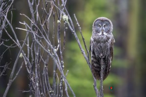 Great Grey Owl - Portait
