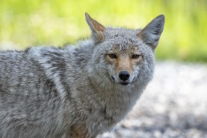 Coyote - Looking at you.