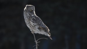 Great Grey Owl Back Lite  Alberta Canada