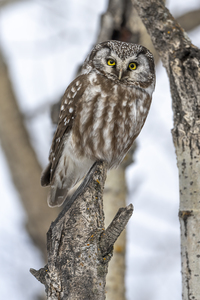 Boreal Owl - 2063 