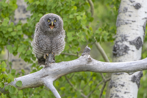  7745 - Great Grey Owlet