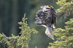 Tree Top Landing - 3546
